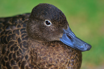Brown Teal Endemic Duck of New Zealand