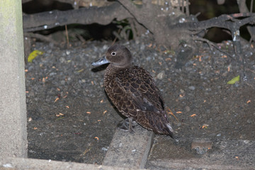 Brown Teal Endemic Duck of New Zealand