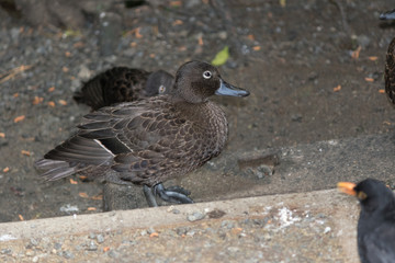 Brown Teal Endemic Duck of New Zealand