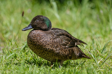 Brown Teal Endemic Duck of New Zealand