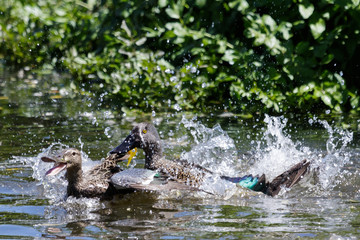 Australasian Shoveler Duck in Australasia