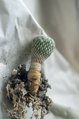 cactus and roots