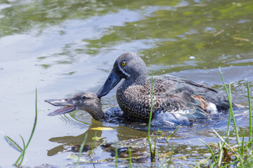 Australasian Shoveler Duck in Australasia
