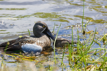 Australasian Shoveler Duck in Australasia