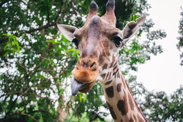 girafa