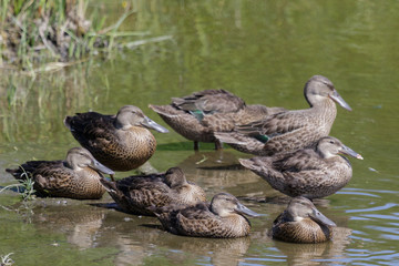 Australasian Shoveler Duck in Australasia