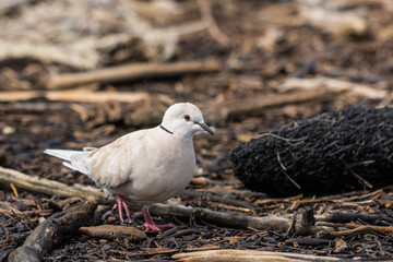 African Collared Dove in Australasia
