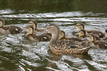 Australasian Shoveler Duck in Australasia