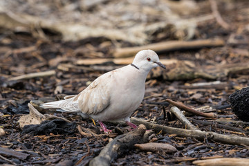 Fototapeta premium African Collared Dove in Australasia
