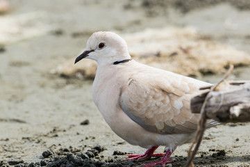African Collared Dove in Australasia