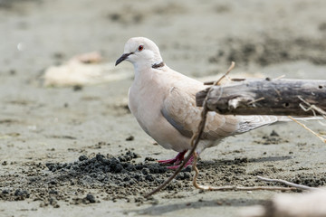African Collared Dove in Australasia