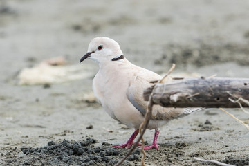 African Collared Dove in Australasia