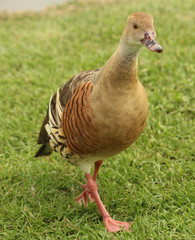 Plumed Whistling Duck in Australasia
