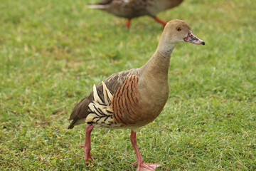 Plumed Whistling Duck in Australasia