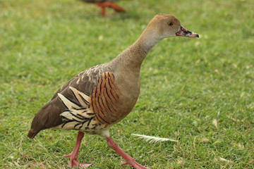 Plumed Whistling Duck in Australasia