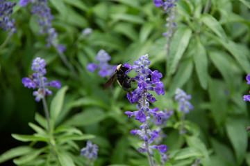Bumblebee on a purple salvia plant