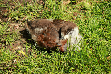 Paradise Shelduck Endemic to New Zealand