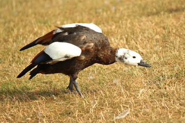 Paradise Shelduck Endemic to New Zealand