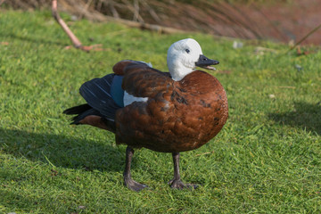 Paradise Shelduck Endemic to New Zealand