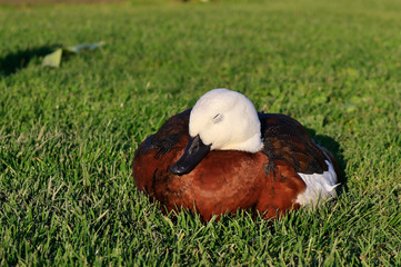Paradise Shelduck Endemic to New Zealand