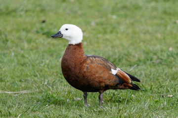 Paradise Shelduck Endemic to New Zealand