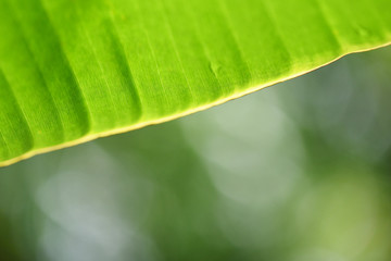 banana leaf on nature tropical leaves on green background