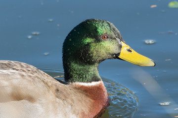 Mallard Duck in Australasia