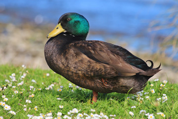 Mallard Duck in Australasia