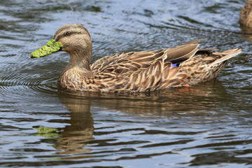 Mallard Duck in Australasia