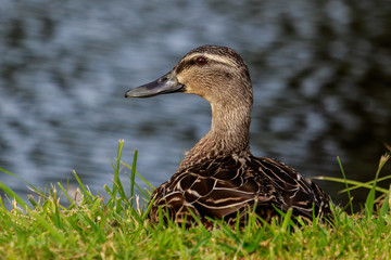 Mallard Duck in Australasia
