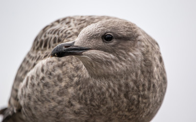 Herring Gull Juvinile