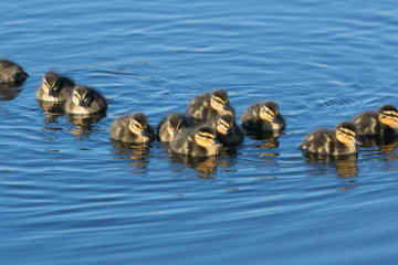 Mallard Duck in Australasia