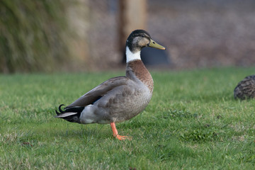 Mallard Duck in Australasia