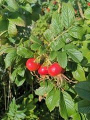 Hagebutte
