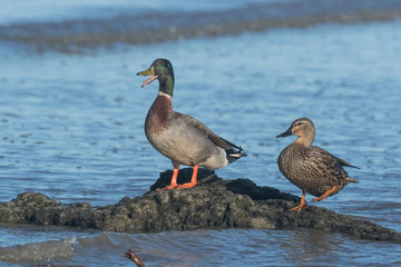 Mallard Duck in Australasia