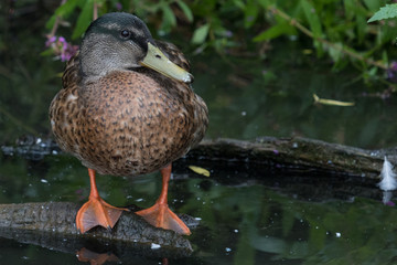 Mallard Duck in Australasia