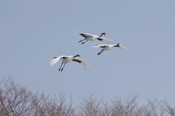 Japanese cranes in flight in Hokkaido, Japan　丹頂滑空　釧路北海道