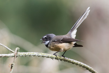 Piwakawaka New Zealand Endemic Fantail
