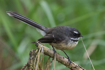 Piwakawaka New Zealand Endemic Fantail