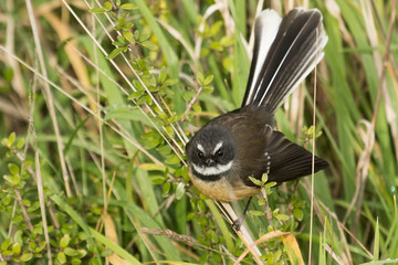 Piwakawaka New Zealand Endemic Fantail