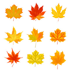 Bright autumn leaves set. Vector illustration isolated on white background.