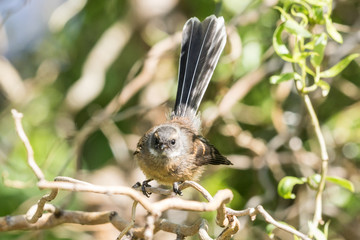 Piwakawaka New Zealand Endemic Fantail
