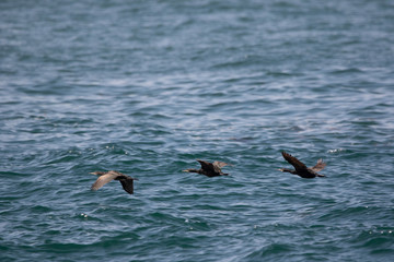 Fototapeta na wymiar Gannets flying above sea