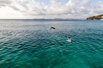 Saint Vincent and the Grenadines,seagulls seagulls flying in  Mustique