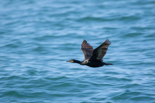 Ganet in flight 