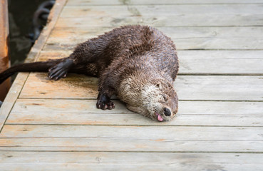 River otter in the wild