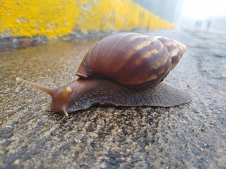 snail on leaf