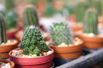Green cactus in brown pots with blurred background.