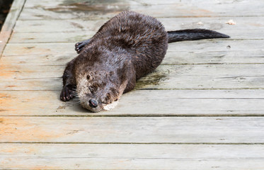 River otter in the wild