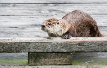 River otter in the wild